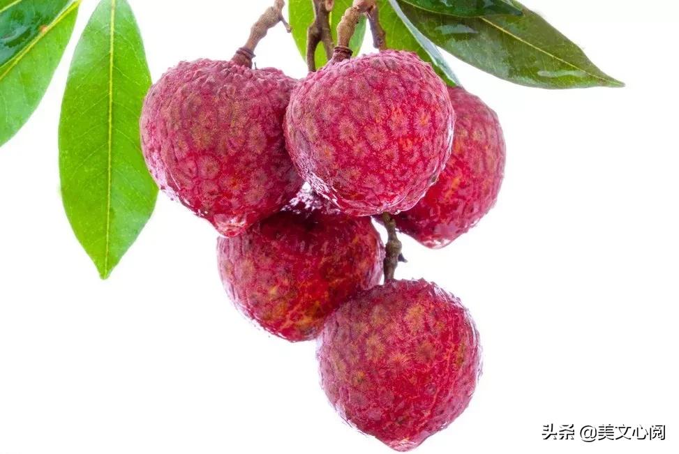 荔枝经典美文,美文心阅