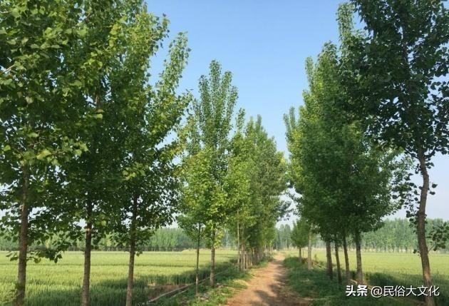 俗话说“生不睡柳，死不睡杨”，老祖宗为什么这样忠告？