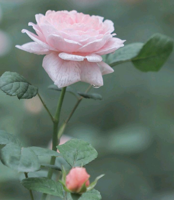 天生反骨喜欢跟人反着来,喜欢整人有反骨的星座