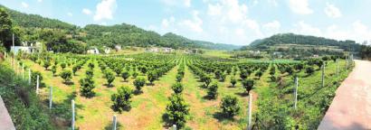 简阳政府扶持的创业项目,简阳市新型产业