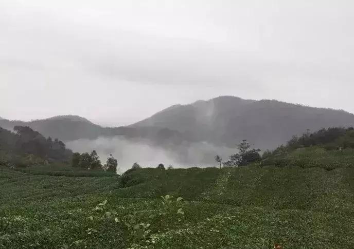 爱茶之人必去的九大茶区,爱茶之人九大茶区