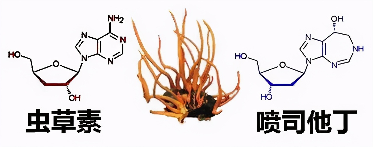 臻选虫草花蛹虫草,蛹虫草和虫草花是一样吗