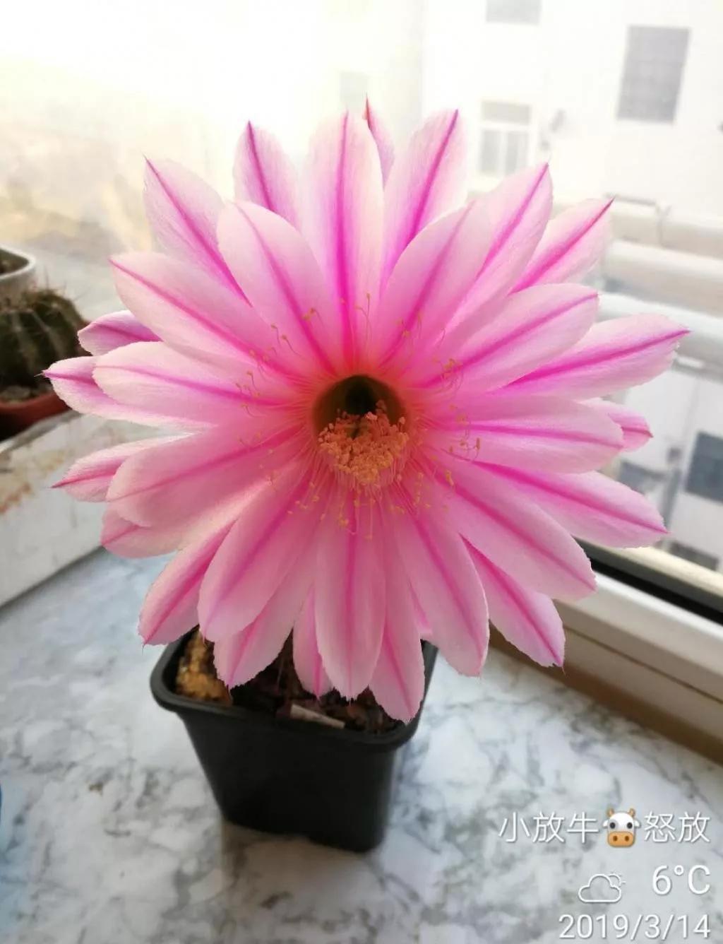 100种仙人球花图片,100种仙人球的品种视频