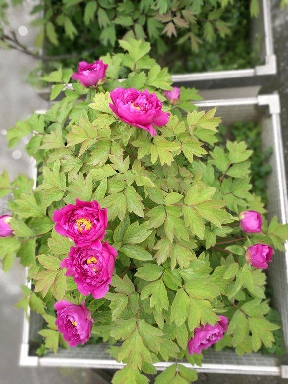 牡丹叶子发黄，教你3招小妙招，叶子绿出油