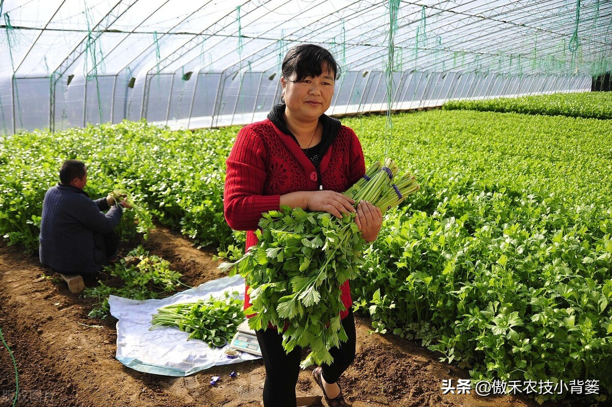 鱼蛋白肥料怎么辨别真假,进口鱼蛋白肥料为什么便宜