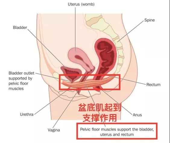 免费直播课|产后松弛、漏尿……一招拯救你的盆底肌