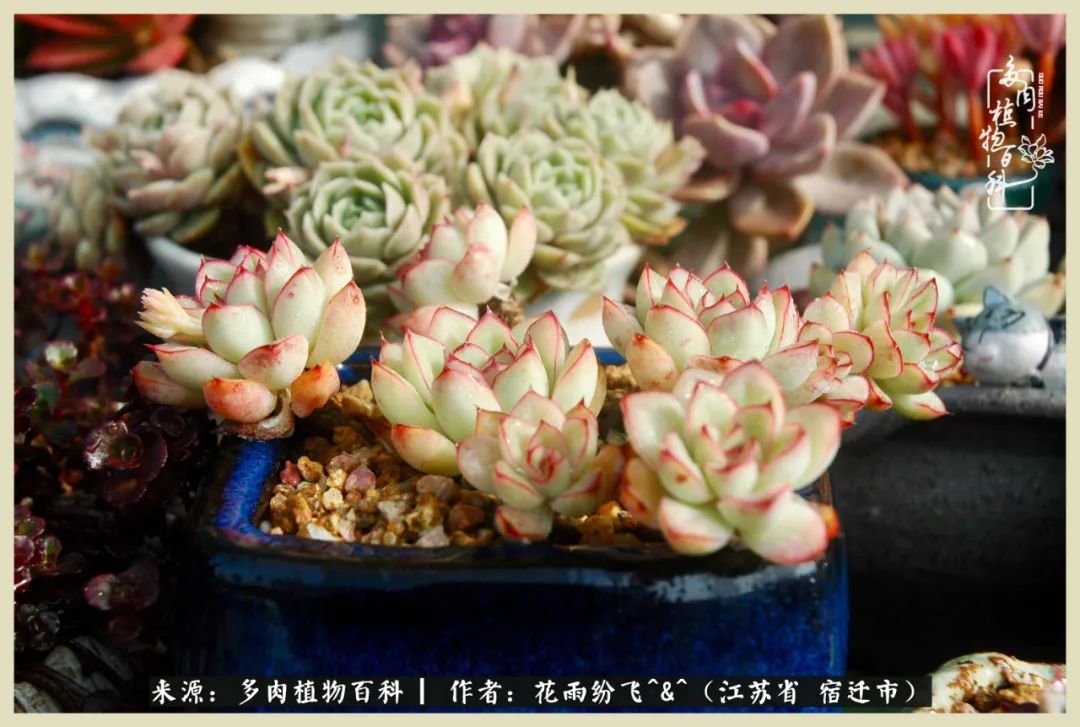 我家老臧：从反对到爱屋及乌的多肉守护人