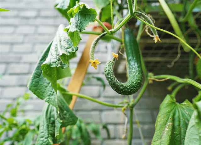 胡同里的日常生活,胡同里的北京生活