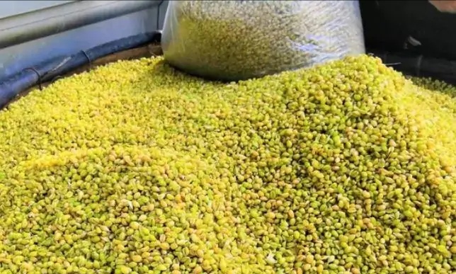 农村新商机100个,农村小麦收益怎么样