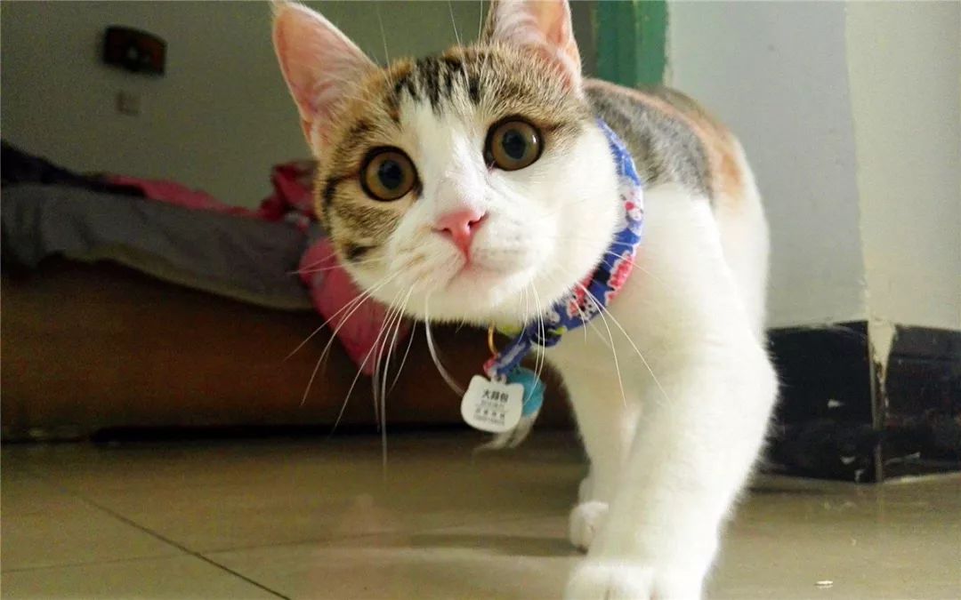 猫咪驱虫前有什么忌口的吗,猫咪驱虫注意事项以及禁忌