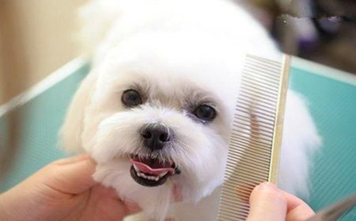 铲屎官测评,铲屎官必看神器