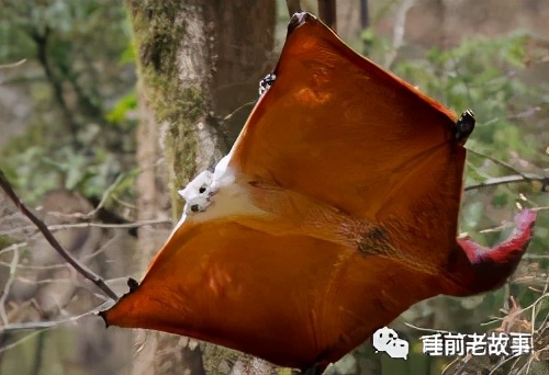 「志怪大百科」——盘点建国之前的猫妖，让画渣喵也想有只猫