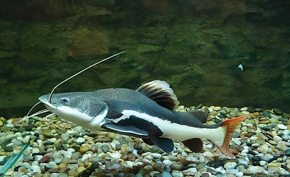 外国小伙在河里钓到超大巨鲶,钓鱼巨鲶