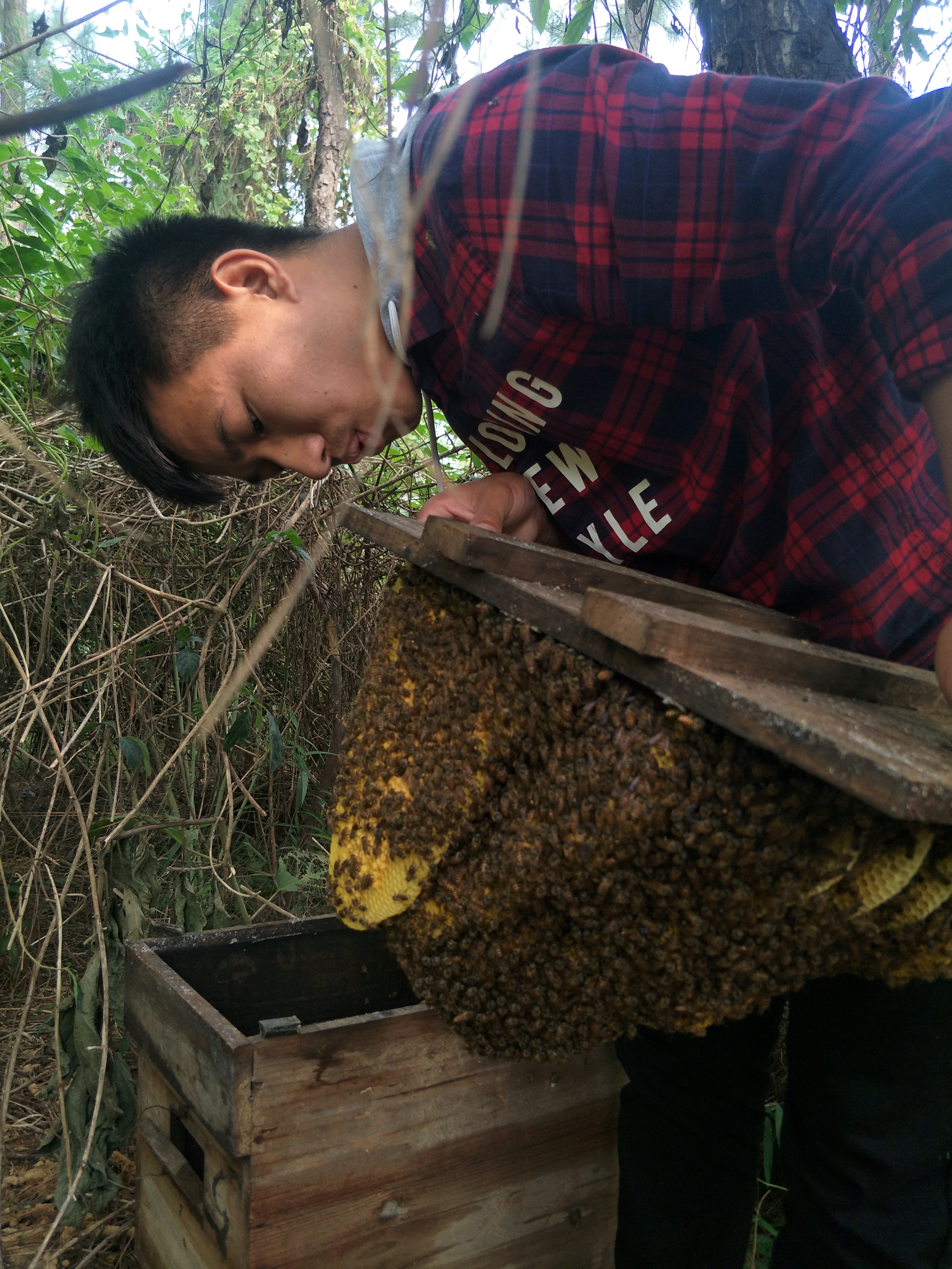 养蜂教程讲解蜂箱快速诱蜂,养蜂诱蜂技术教学