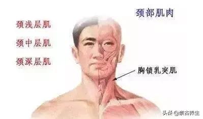 崇古楼，知识点：关于颈椎的知识，你的了解有多少？（一）