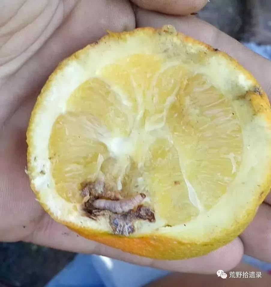 改变世界的植物,改变世界历史的植物