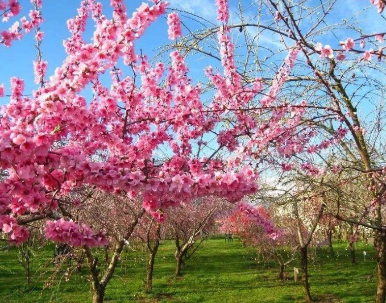 农家致富新思路,农民种田有奇招