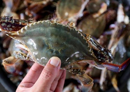 新鲜的螃蟹怎么保存到第二天吃,吃不完的螃蟹如何保鲜存放