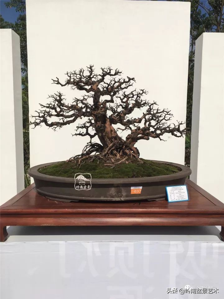 经典雀梅文人树盆景,十年以上的雀梅盆景图及价格