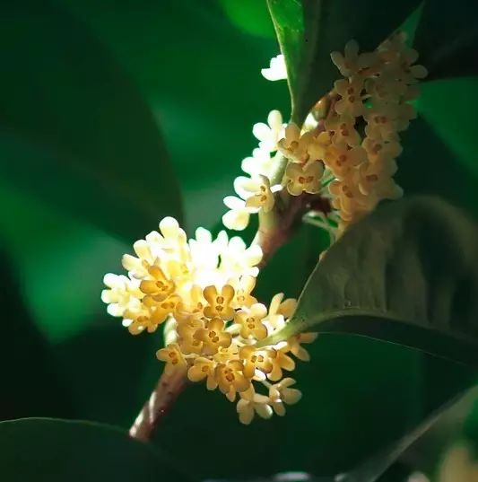中国十大名花惊艳千年,中国十大名花美极了