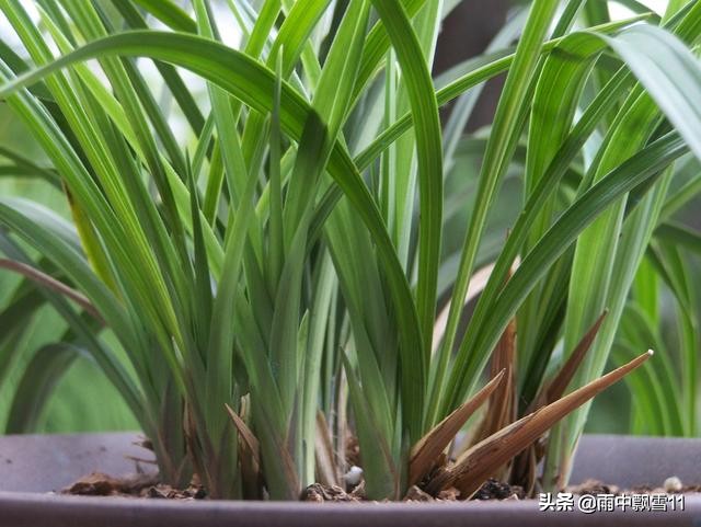 一品梅的花芽与叶芽,玫瑰花怎么区别花芽和叶芽