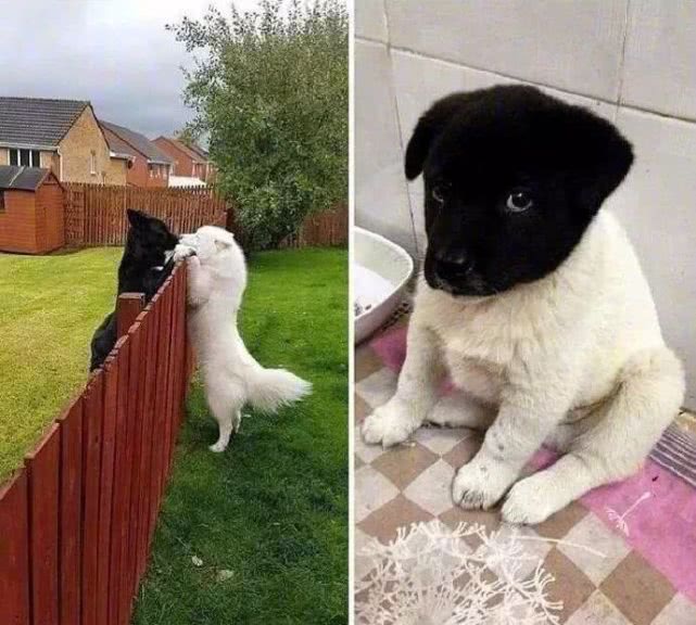 每日一笑：小黑和小白爱的死去活来，现在它们后悔了