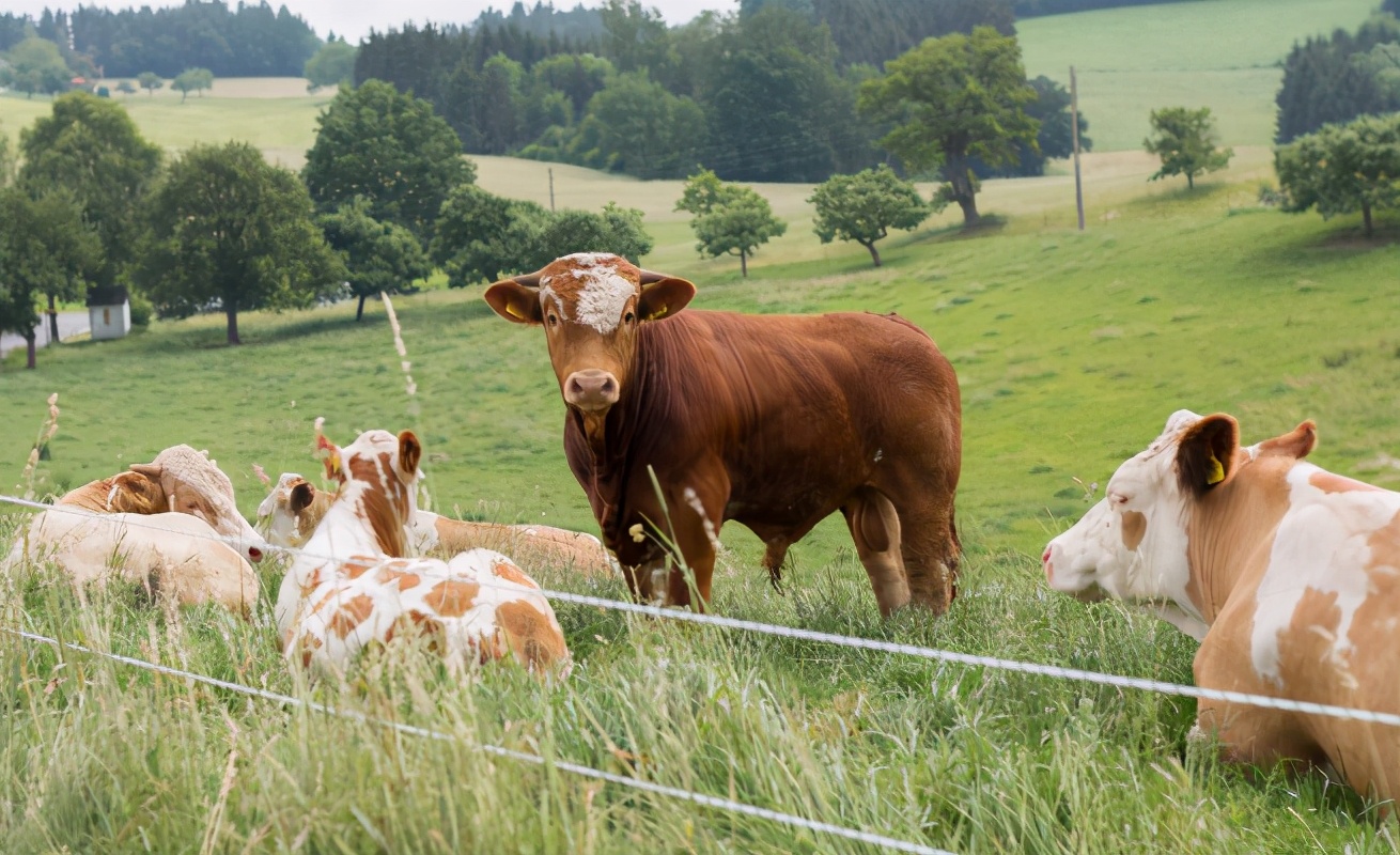 种养结合生态循环模式,新型农业模式种植什么最赚钱