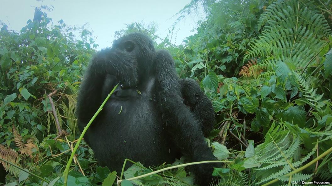 你在搞笑吗韩语,bbc搞笑视频