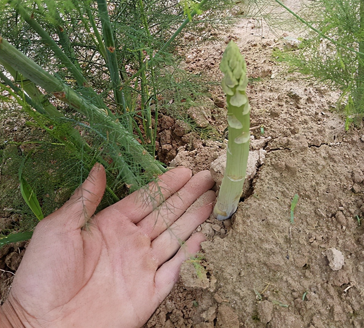 芦笋的种植方法和管理,芦笋的种植技术和管理方法