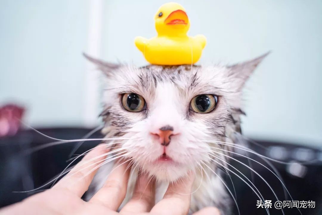 在家给猫咪洗澡要注意什么,在家给猫咪洗澡教程