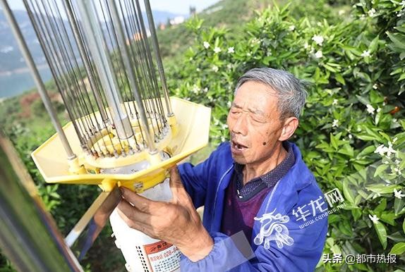 田间地头都是戏重庆奉节有个“犟老头”卖橙玩转直播