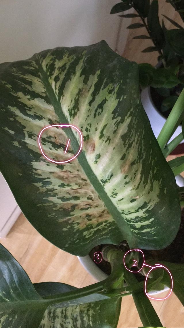 万年青叶子都枯了该怎么修剪,万年青中间干枯怎么修剪