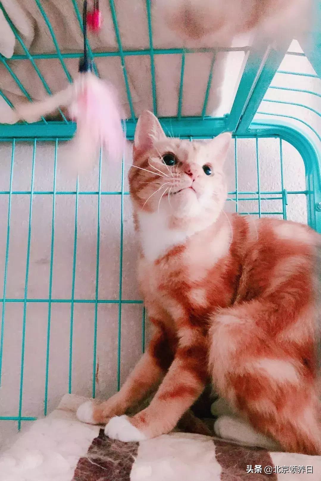 喵星人第二季,喵星人第2季免费观看