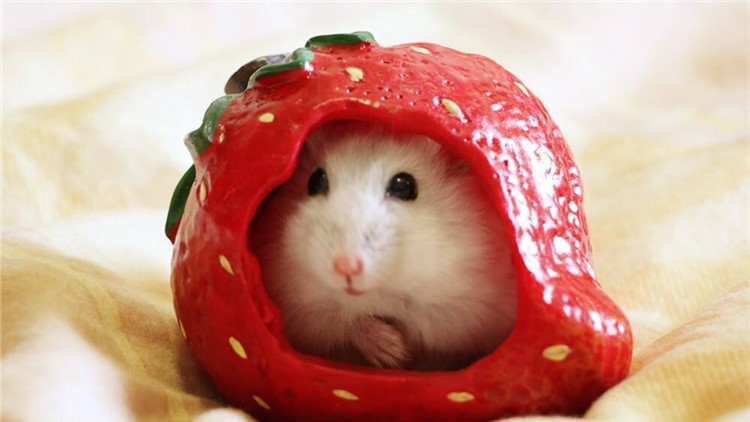 自制仓鼠磨牙工具,最好用什么给仓鼠磨牙齿