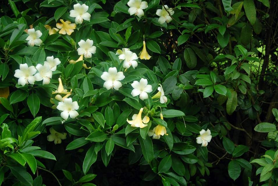 中国降水北迁,北京首次发现罕见尖帽草,北方会变成南方吗?