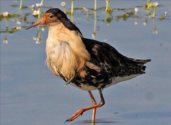 广东常见鸟类图谱图文,广东常见鸟类图谱