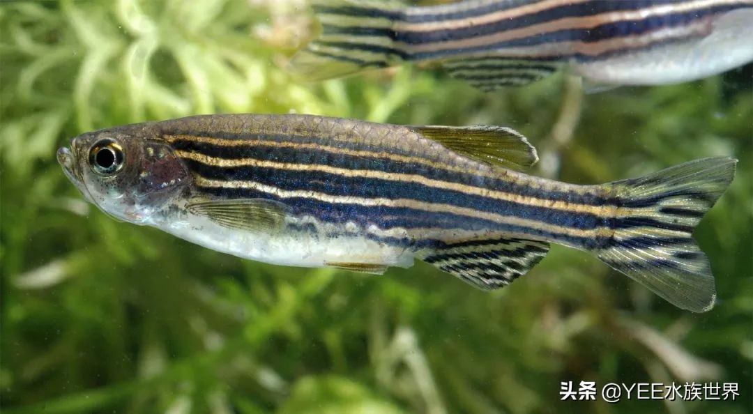 观赏鱼新手入门推荐,观赏鱼新手入门教程