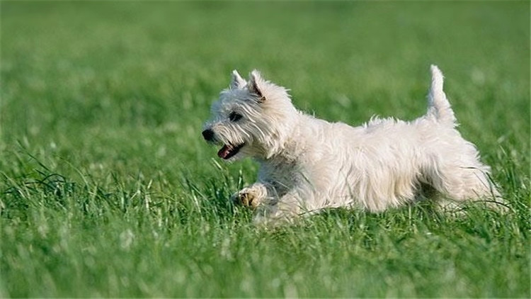 常见的梗犬有什么,梗犬是什么狗