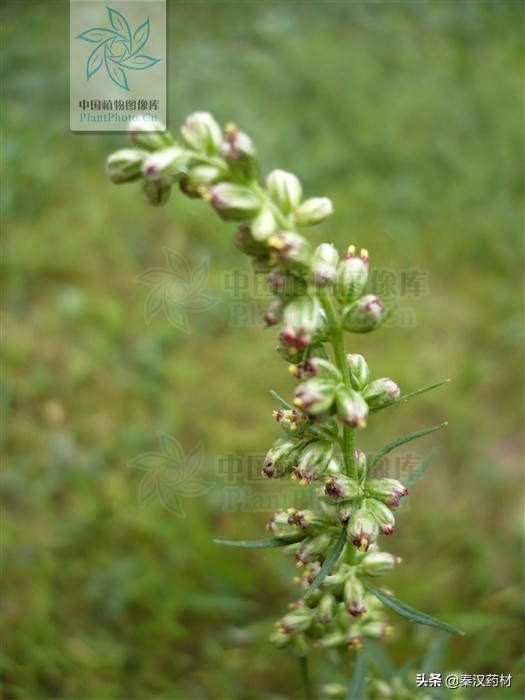 艾蒿属多年生草本植物,艾蒿类植物有哪些