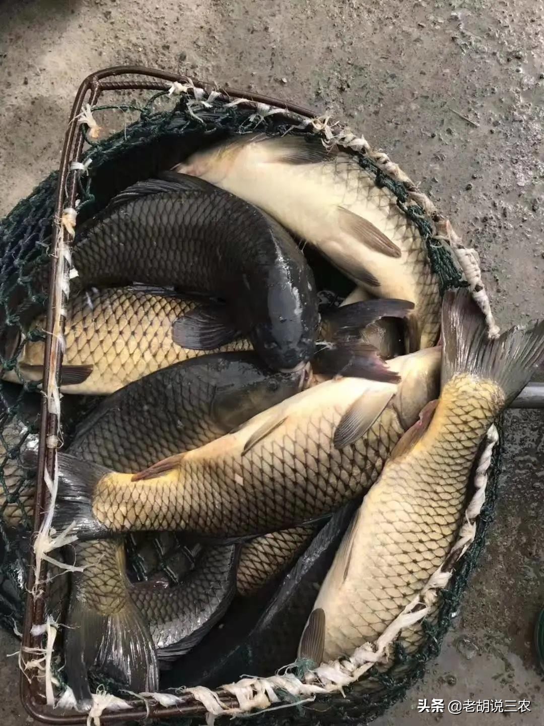 鱼塘养瘦身鲩,10亩鱼塘养回鱼一年利润有多少