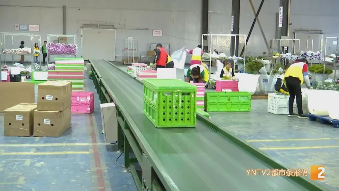 “现在收入基本上是翻了十倍！”花加以“花”为媒，助力花农走向新生活