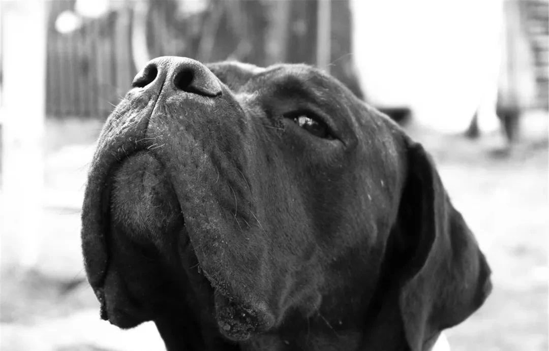 狗狗不想要了送哪里,狗狗不想要了最好扔在哪里