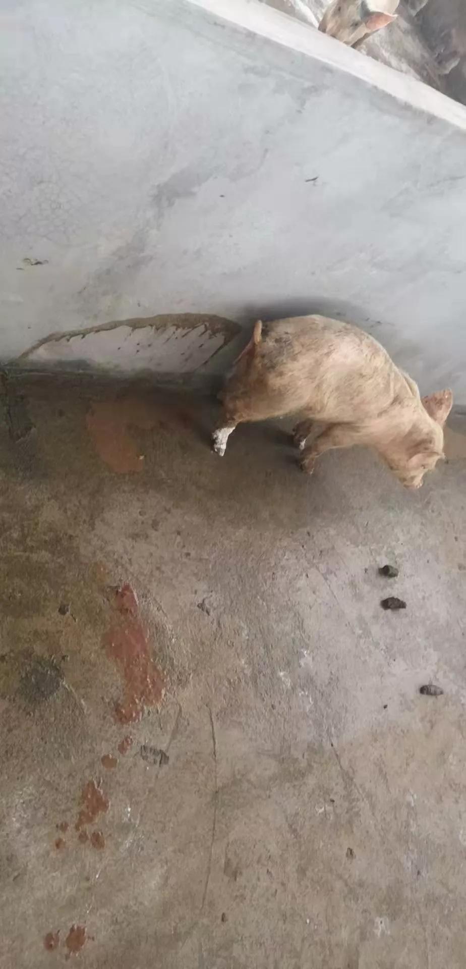 非洲猪瘟和蓝耳的症状