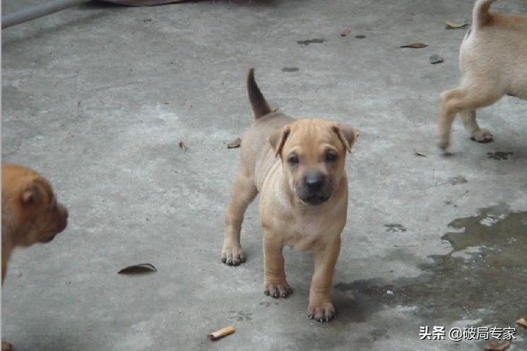 农村狗贩子进村养狗,狗贩子在小区地下室养狗