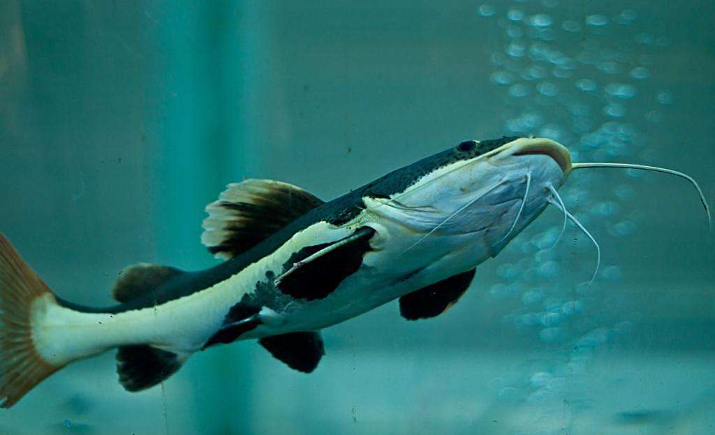 山海经中的鱼有多少种,山海经中有哪些奇特的鱼