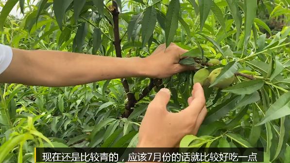 当今农村人靠什么可以致富,农村小伙发家致富的真实经历