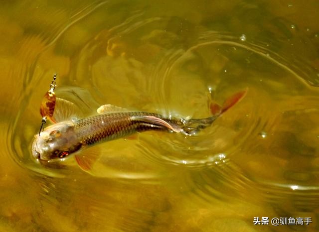 路亚马口瓜子亮片怎么防止脱钩,路亚马口亮片钓组正确组装方法