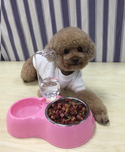 贵宾犬有几个颜色,贵宾犬颜色哪个最好