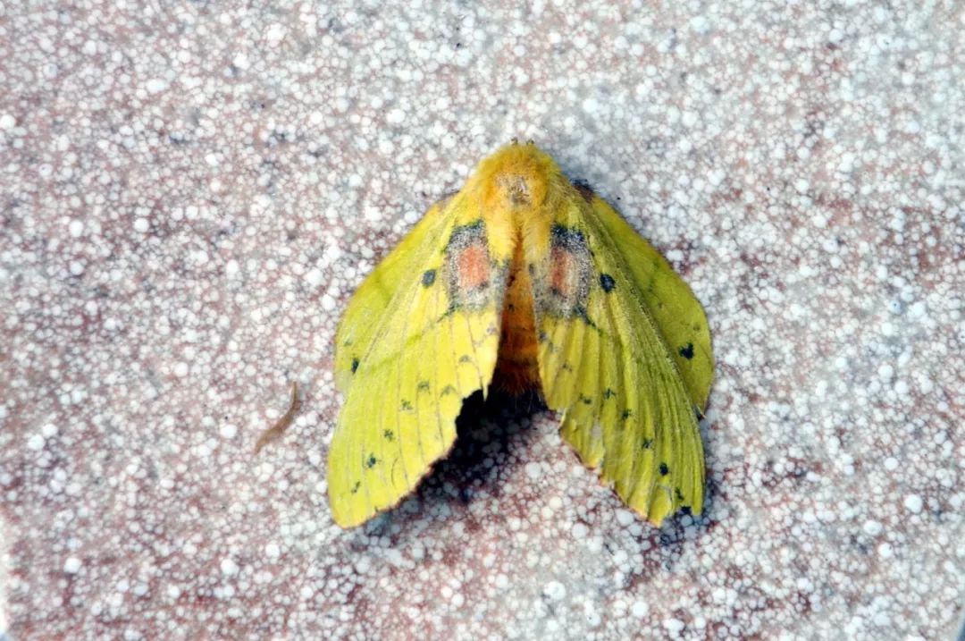 传说中的蛊虫真的有吗,传说中的扑棱蛾子