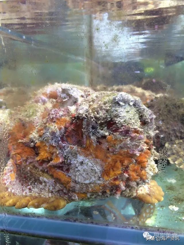 这些外形奇葩而味道超级赞的海鲜,广东十大硬核海鲜品种